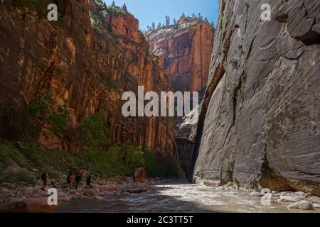 Randonnée dans les Narrows du parc national de Zion Valley, Utah. Banque D'Images