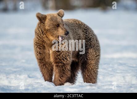 Ours brun sur la neige en forêt d'hiver. Nom scientifique: Ursus arctos. Nature sauvage. Habitat naturel. Banque D'Images