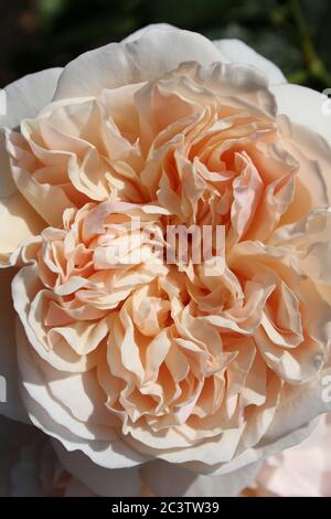 Rosa 'Lichfield Angel' - un arbuste anglais Rose par David Austin Roses Banque D'Images