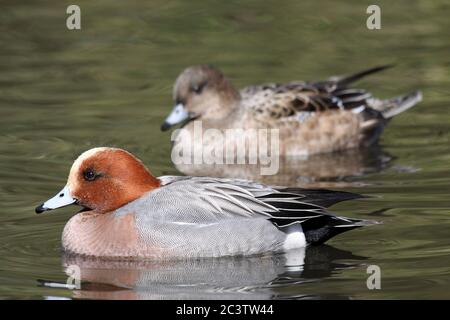 Egion eurasien Mareca Penelope / Anas Penelope - paire Banque D'Images