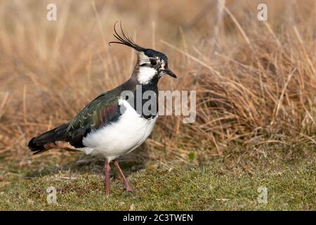 Un nain du Nord (Pluvialis abricaria) sur un domaine de tir dans les Pennines, dans le Yorkshire du Nord. Banque D'Images