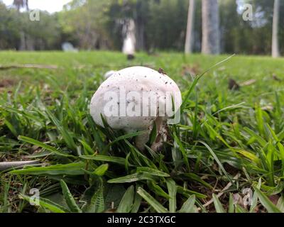 champignons sur la pelouse le matin Banque D'Images