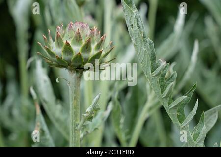 Le cardon (Cynara cardunculus) Banque D'Images