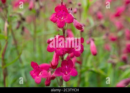 Langue de la barbe (Penstemon campanulatus) Banque D'Images