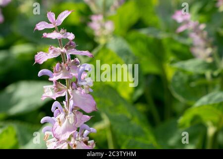 Clary (Salvia sclArea) Banque D'Images