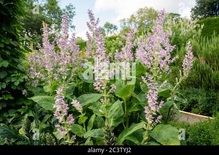 Clary (Salvia sclArea) Banque D'Images