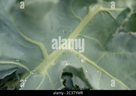 Kale de mer (Crambe Maritima) Banque D'Images