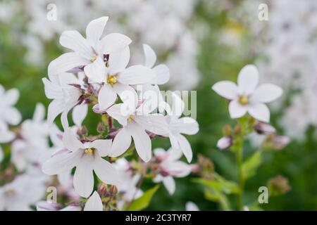 Bellflower Campanula poscharskyana (serbe) Banque D'Images