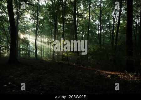 Tôt le matin, la lumière du soleil traverse les branches dans une forêt du Hampshire, au Royaume-Uni Banque D'Images