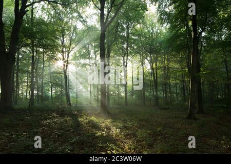 Tôt le matin, la lumière du soleil traverse les branches dans une forêt du Hampshire, au Royaume-Uni Banque D'Images