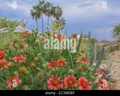 Blanketflowers (Gaillardia aristota) aux pétales rouges et jaunes fleurissent près de la mer Méditerranée sur la plage de Nissi. Palmiers et parasols hauts, automne doux. Banque D'Images