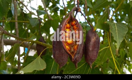 Graines d'orange dans des gousses sèches brunes accrochées sur les branches de l'arbre à bouteilles de kurrajong (brachychiton populneus) près d'une branche à Chypre. Banque D'Images