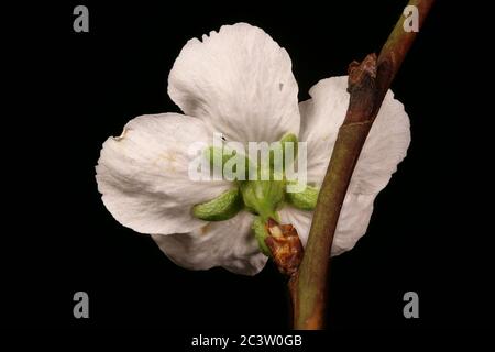 Prune de cerisier (Prunus cerasifera). Gros plan sur les fleurs Banque D'Images