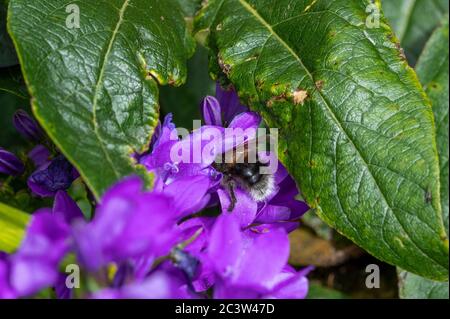 Arbre bourdon se nourrissant sur Campanula Banque D'Images