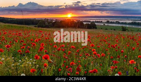 Champ de pavot à la lumière du soleil couchant Banque D'Images