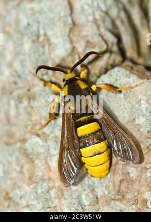 La Moth Hornet (Sesia apiformis) repose sur un tronc d'arbre Banque D'Images