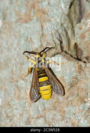 La Moth Hornet (Sesia apiformis) repose sur un tronc d'arbre Banque D'Images