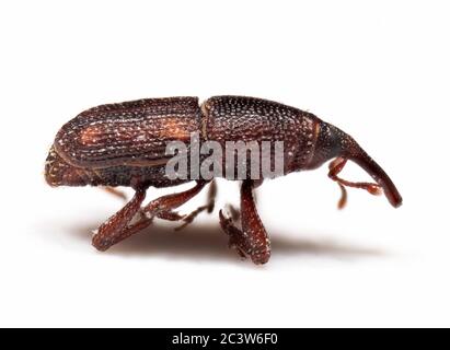 Macro photographie de Weevil de riz ou Sitophilus oryzae isolé sur fond blanc Banque D'Images