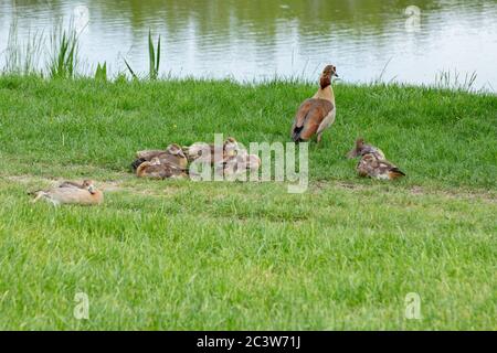 Famille des oies égyptiennes avec des gotins dans l'herbe, Alopochen aegyptiaca ou Nilgans Banque D'Images