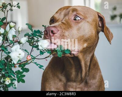 Des pâtisseries fraîches. Close up, side view Banque D'Images