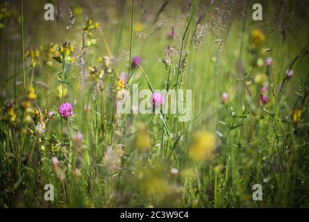 Fleurs diverses dans la prairie Banque D'Images