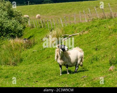 Mouton Blackface avec la polaire tombant, Lammermuir Hills, East Lothian, Écosse, Royaume-Uni Banque D'Images