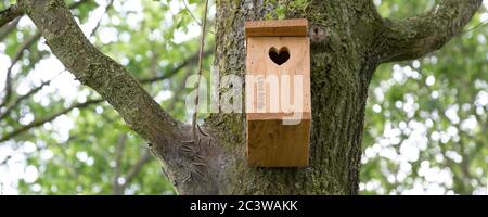 Procession caterpillar nid sur l'arbre à côté d'une boîte d'oiseau avec le texte Love Birds. Les oiseaux sont très importants dans le combat de la chenille de procession Banque D'Images