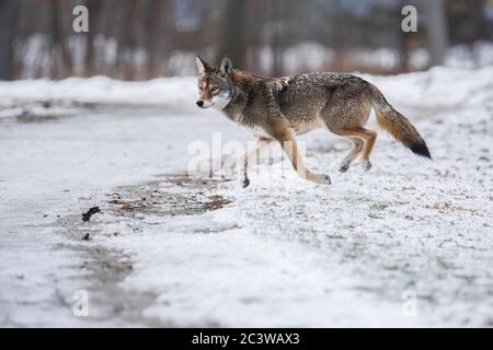 Un Coyote de l'est traverse le parc du Colonel Samuel Smith de Toronto. Banque D'Images