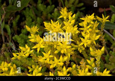 Le piquant Stonecrop est un sol enivant, éternel vert avec des fleurs jaunes en forme d'étoile vive. Cette plante robuste est commune sur les expositions rocailleuses Banque D'Images
