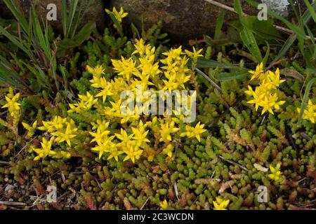 Le piquant Stonecrop est un sol embrassant éternel vert avec des fleurs jaunes en forme d'étoile vive. Cette plante robuste est commune sur les expositions rocailleuses Banque D'Images