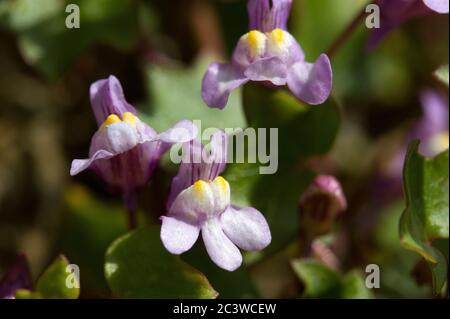 Superbement adapté à vivre et à prospérer sur les surfaces rocheuses exposées et le vieux bâtiment les petites fleurs délicates de la laque à feuilles d'Ivy prospèrent Banque D'Images