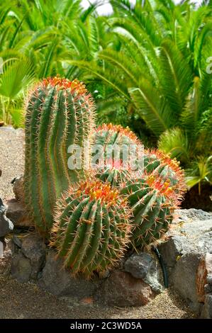 Barrel de feu mexicain Cactus nom latin Ferocactus statesii Banque D'Images