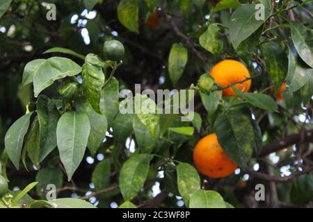 Mandarines vertes avec mandarines orange mûres en arrière-plan sur une branche. Dans la ville de Beja, Portugal. Banque D'Images