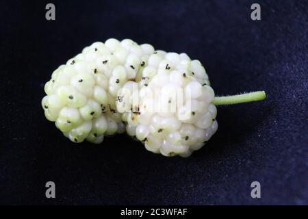 Macro de fruits mûriers blancs avec détails. Morus alba, mûrier blanc. Sur une toile noire. Banque D'Images