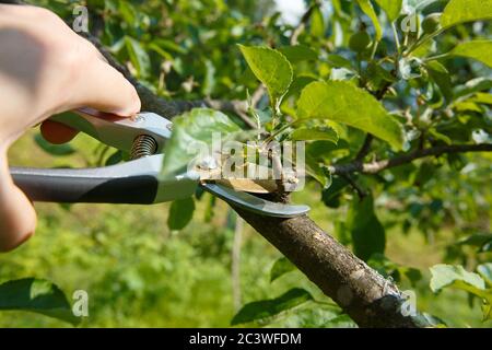 Élagage saisonnier par des sécateurs de jeunes arbres fruitiers dans le jardin Banque D'Images