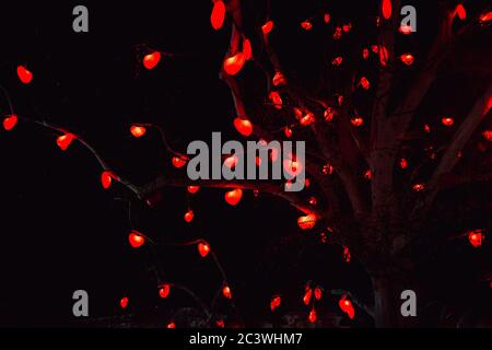 Branches d'arbre aux coeurs rouges lumineux. Cœur rouge de Noël éclatant, cœur de Saint-Valentin avec des lumières dans les branches dans les arbres avec un ciel sombre de nuit. Banque D'Images