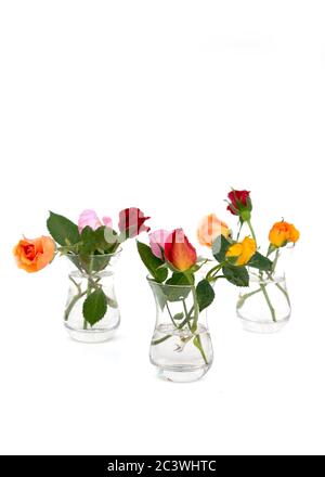 Composition minimaliste de roses multicolores dans des vases en verre sur fond blanc. Carte de vœux de Noël. Copier l'espace Banque D'Images