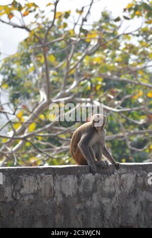 Singe drôle dans une jungle de l'inde Banque D'Images