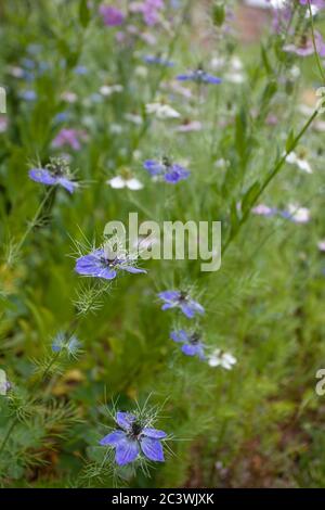 Nigella damascena Banque D'Images