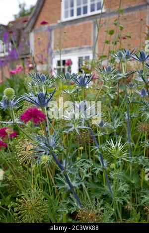 Eryngium Planum, Hobbit bleu, Holly de mer Banque D'Images