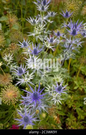 Sea Holly, Eryngium, Royaume-Uni Banque D'Images