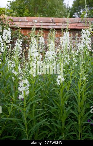 Herbe blanche de saule rosebay. Album de Chamaenerion angustifolium Banque D'Images