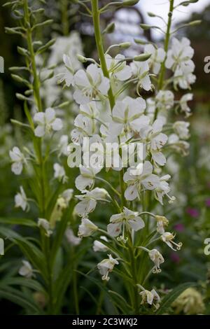 Album de Chamaenerion angustifolium. Herbe blanche de saule rosebay Banque D'Images