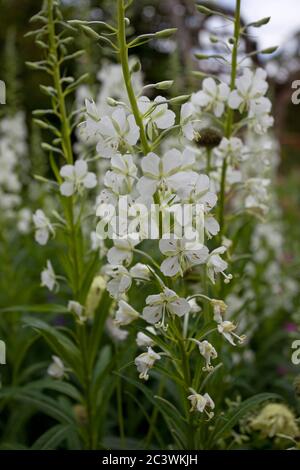 Album Epilobium Angustifolium. Herbe blanche de saule rosebay Banque D'Images