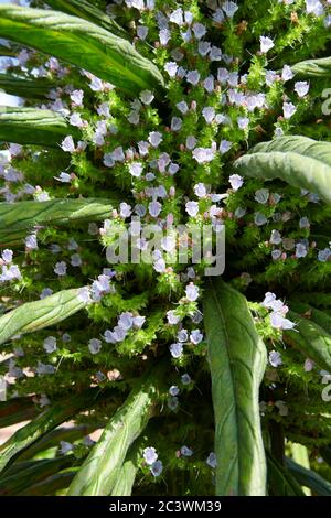 Gros plan sur le brillant à lèvres du vipère géant, l'Echium d'arbre, l'échium de pin, l'Echium pininana. East Yorkshire, Angleterre, Royaume-Uni, GB. Banque D'Images