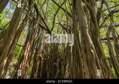 Magnifique arbre Banyan à la base du Blue Coast Trail, entre la plage de Meio et la plage de Cachorro, à Fernando de Noronha, une Herita du monde de l'UNESCO Banque D'Images