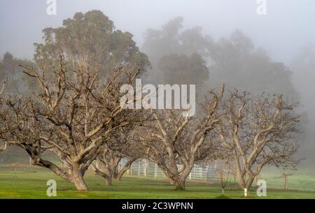 Le matin, les noyers sont brumeux dans les enclos de la ferme, dans le sud-ouest de l'Australie occidentale. Banque D'Images