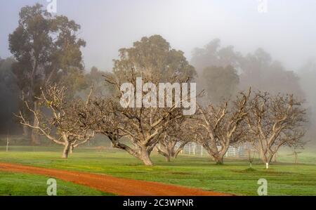 Le matin, les noyers sont brumeux dans les enclos de la ferme, dans le sud-ouest de l'Australie occidentale. Banque D'Images