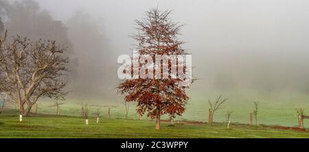 Le matin, les feuilles rouges d'automne brumeuses sur un arbre à feuilles caduques dans un enclos dans une ferme du sud-ouest de l'Australie. Banque D'Images