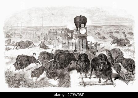 Tir de buffle sur la ligne de chemin de fer Kansas-Pacific. Après une oeuvre d'un artiste non identifié qui a paru dans l'édition du 3 juin 1871 du journal illustré de Frank Leslie. L'abattage de masse de buffles aux États-Unis a réduit les troupeaux sauvages de dizaines de millions à la quasi-extinction. Cette image reflète la publicité des compagnies de chemin de fer selon laquelle un passager pourrait « chasser par le rail ». Banque D'Images